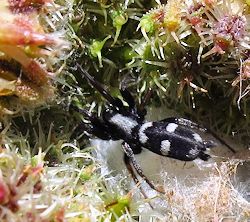 Aphantaulax cincta ()
- (Click for hires photos and details)