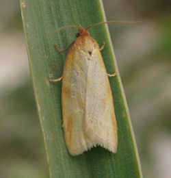 Aphelia peramplana vallettai (English name not known)
- (Click for hires photos and details)