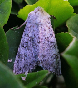 Aporophyla canescens ()
- (Click for hires photos and details)