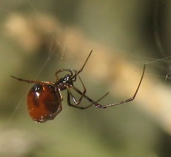 Argyrodes argyrodes (Dewdrop Spider)
- (Click for hires photos and details)