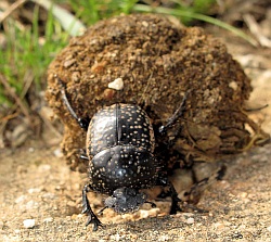 Ateuchetus variolosus (Dung beetle)
- (Click for hires photos and details)