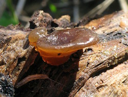 Auricularia auricula-judae (Jew's Ear)
- (Click for hires photos and details)