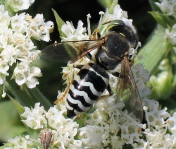 Bembix oculata (Sand Wasp)
- (Click for hires photos and details)