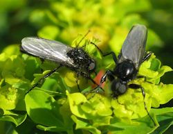 Bibio sp. (March fly)
- (Click for hires photos and details)