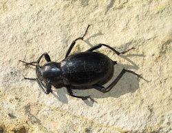 Blaps gigas (Churchyard Beetle)
- (Click for hires photos and details)