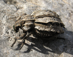 Brachycerus albidentatus (Onion Weevil)
- (Click for hires photos and details)