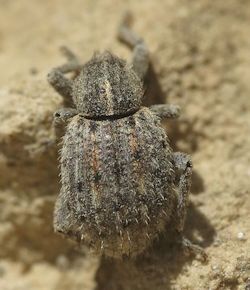 Brachypera crinita (English name not known)
- (Click for hires photos and details)