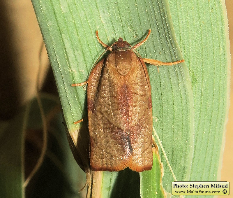 Cacoecimorpha pronubana (Carnation Tortrix)
- (Click for hires photos and details)