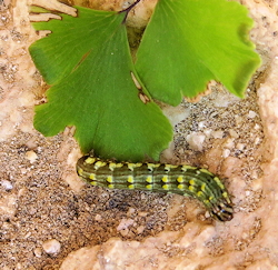 Callopistria latreillei ()
- (Click for hires photos and details)