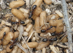 Camponotus sp1 (Carpenter ant)
- (Click for hires photos and details)