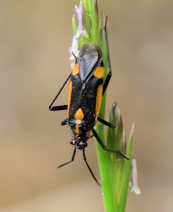 Capsodes vittiventris (Leaf Bug)
- (Click for hires photos and details)