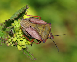 Carpocoris mediterraneus mediterraneus (English name not known)
- (Click for hires photos and details)