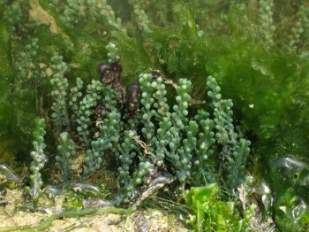 Caulerpa racemosa (Sea grape)
- (Click for hires photos and details)
