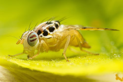 Ceratitis capitata (Mediterranean fruit fly)
- (Click for hires photos and details)