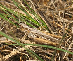 Chorthippus brunneus (Common Field Grasshopper)
- (Click for hires photos and details)