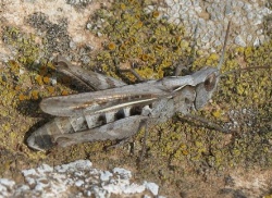 Chorthippus mollis (Field Grasshopper)
- (Click for hires photos and details)