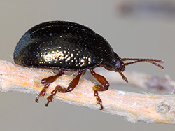 Chrysolina bankii (English name not known)
- (Click for hires photos and details)