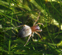 Clubiona leucaspis (Leaf-curling Sac Spider)
- (Click for hires photos and details)