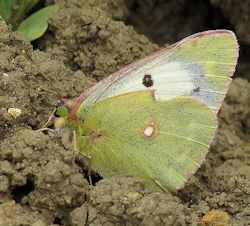 Colias croceus (Clouded yellow)
- (Click for hires photos and details)