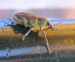 Coniatus tamarisci (English name not known)
- (Click for hires photos and details)