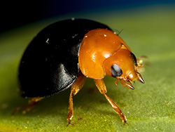 Cryptolaemus montrouzieri (Mealybug Ladybird)
- (Click for hires photos and details)
