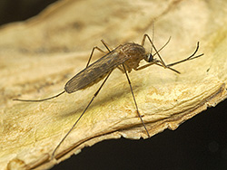 Culex pipiens (Common House Mosquito)
- (Click for hires photos and details)