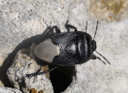 Cydnus aterrimus ()
- (Click for hires photos and details)