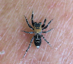 Cyrba algerina (Algerian Jumping Spider)
- (Click for hires photos and details)