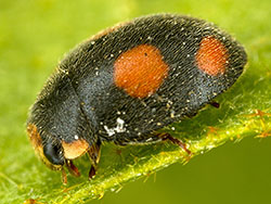 Diomus notescens (English name not known)
- (Click for hires photos and details)