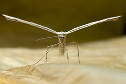 Emmelina monodactyla (Plume Moth)
- (Click for hires photos and details)