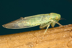 Empoasca decipiens (Potato Leafhopper)
- (Click for hires photos and details)