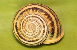 Eobania vermicula (Chocolate band snail)
- (Click for hires photos and details)