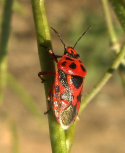 Eurydema ornata (Ornamental Shield Bug)
- (Click for hires photos and details)