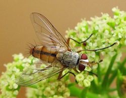 Fischeria bicolor (English name not known)
- (Click for hires photos and details)