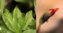 Fissidens incurvus (Short-leaved Pocket-moss)
- (Click for hires photos and details)