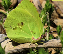 Gonepteryx cleopatra (Cleopatra butterfly)
- (Click for hires photos and details)