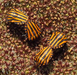Graphosoma lineatum italicum (Italian Striped Bug)
- (Click for hires photos and details)