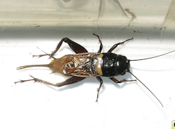 Gryllus bimaculatus (Mediterranean field cricket)
- (Click for hires photos and details)