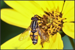 Helophilus trivittatus (English name not known)
- (Click for hires photos and details)