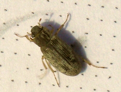 Helophorus sp1 ()
- (Click for hires photos and details)