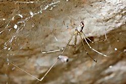 Holocnemus pluchei (Marbled Cellar Spider)
- (Click for hires photos and details)
