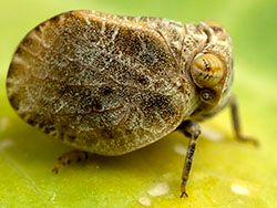 Hysteropterum sp (Grasshopper species)
- (Click for hires photos and details)