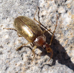 Isomira sp1 (Comb-clawed beetle )
- (Click for hires photos and details)