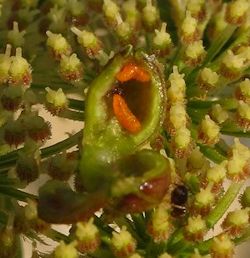 Kiefferia pericarpiicola (English name not known)
- (Click for hires photos and details)