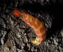 Lampyris pallida (Maltese Glow-Worm)
- (Click for hires photos and details)
