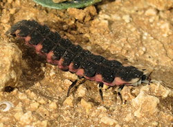 Lampyris pallida (Maltese Glow-Worm)
- (Click for hires photos and details)