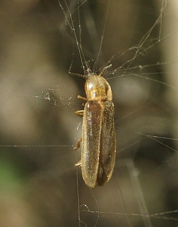 Lampyris pallida (Maltese Glow-Worm)
- (Click for hires photos and details)