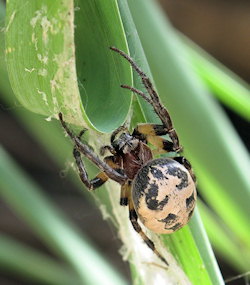 Larinioides suspicax (Furrow Orb-Weaver)
- (Click for hires photos and details)
