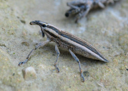 Lixus anguinus (English name not known)
- (Click for hires photos and details)