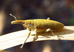 Lixus pulverulentus (Elongated Bean Weevil)
- (Click for hires photos and details)